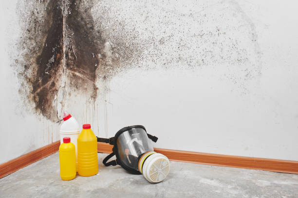 Best Mold Removal Company Near Me  in Cresson, PA