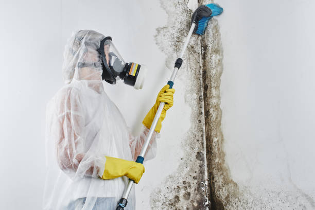 Best Mold Damage Repair  in Cresson, PA