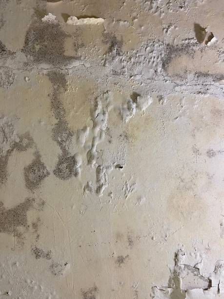 Best Affordable Mold Removal  in Cresson, PA