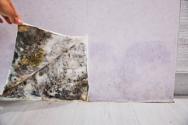 Best Mold Cleaning Services  in Cresson, PA